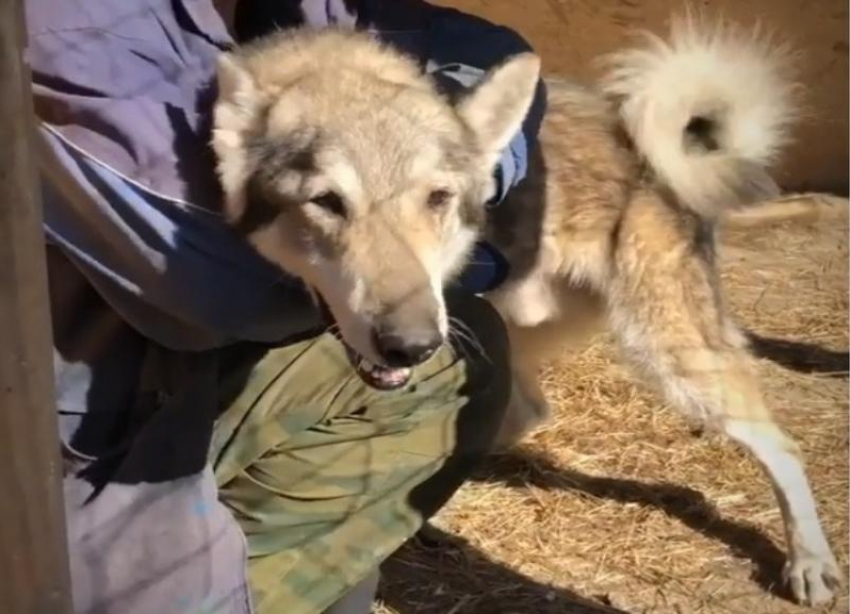 Собаку-волка спасают волонтеры в Волгограде