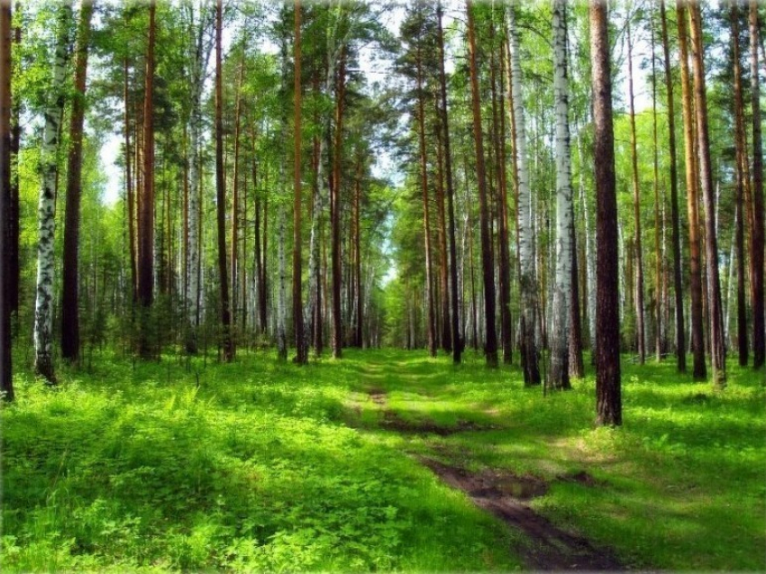 В Волгоградской области от насекомых обработали более 7 тысяч гектаров территории