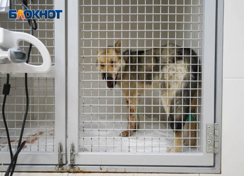 Сложная операция предстоит собаке, которую в упор расстрелял дачник в Волгоградской области