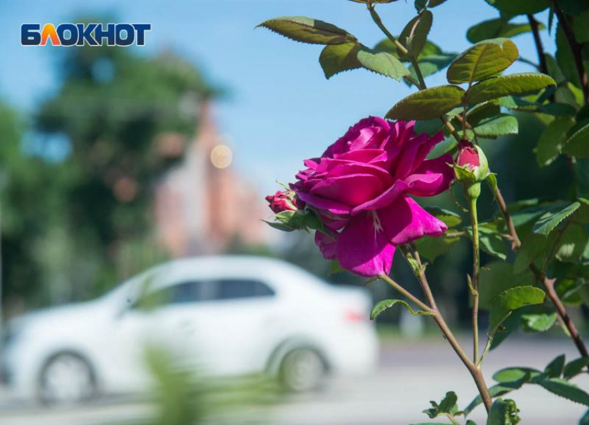 Тепло и без осадков: какая погода ждёт волгоградцев 9 мая