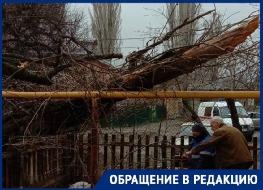 Тополя рухнули на газовую трубу и линию электропередач в Волгограде