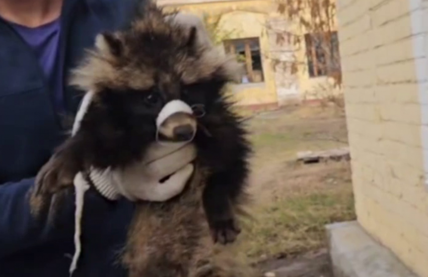 Целую банку опарышей сняли с енотовидной собаки под Волгоградом