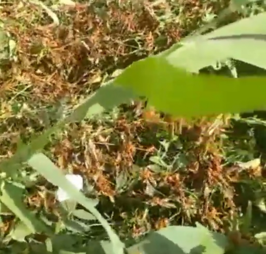 Полчища саранчи на подступах к Волгограду сняли на видео