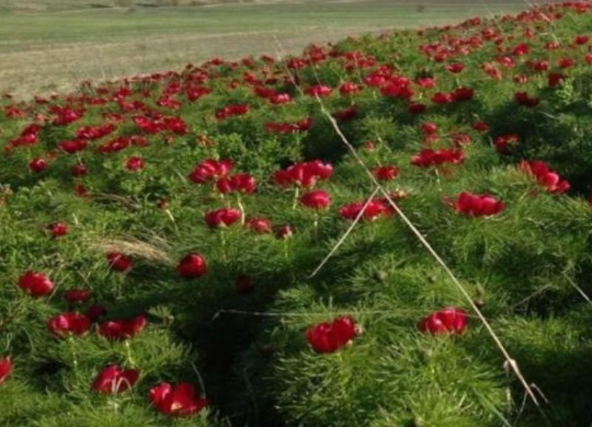 Редкий пион уничтожают стада, которые пасут жители Дагестана в Волгоградской области