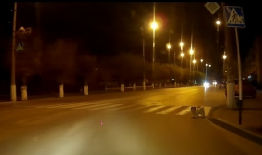 Камышинские собаки соблюдают правила ПДД