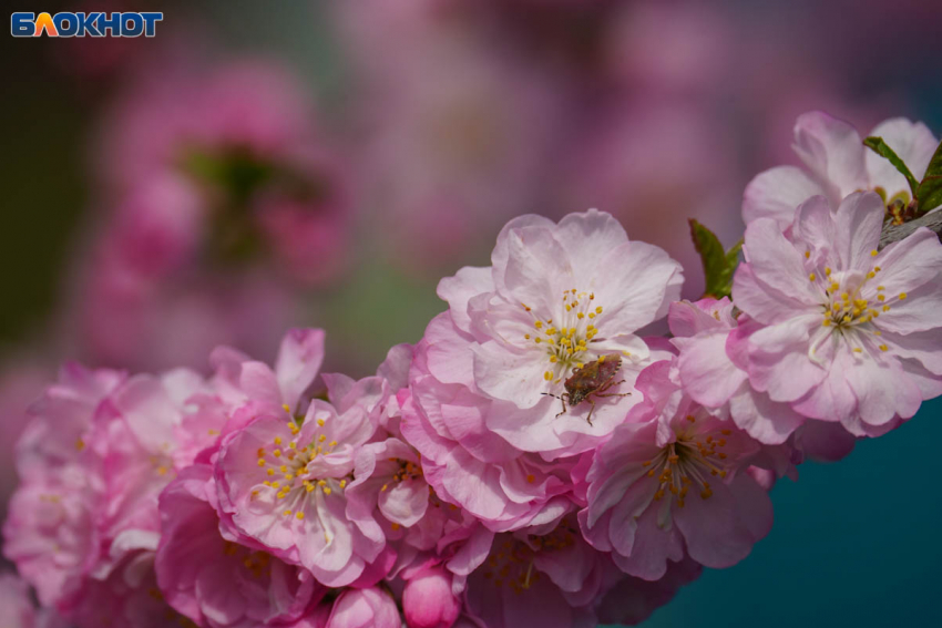 Кто удовлетворяет чиновников Урюпинска, выяснила ФАС