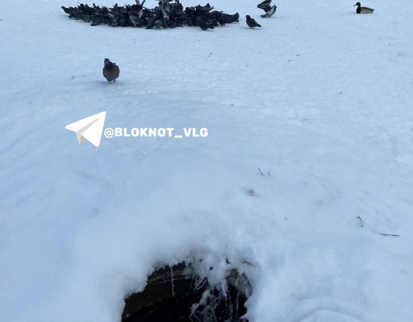 Жуткий колодец рядом с зимующими утками добавил стресса волгоградцам