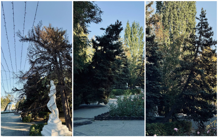 Операцию по пересадке трех гигантских елей готовят в парке под Волгоградом