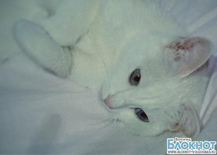 За звание самой красивой кошки Волгограда будет бороться Мася
