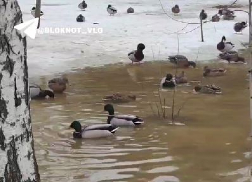 «Болото» с зимующими утками появилось на Семи Ветрах в Волгограде
