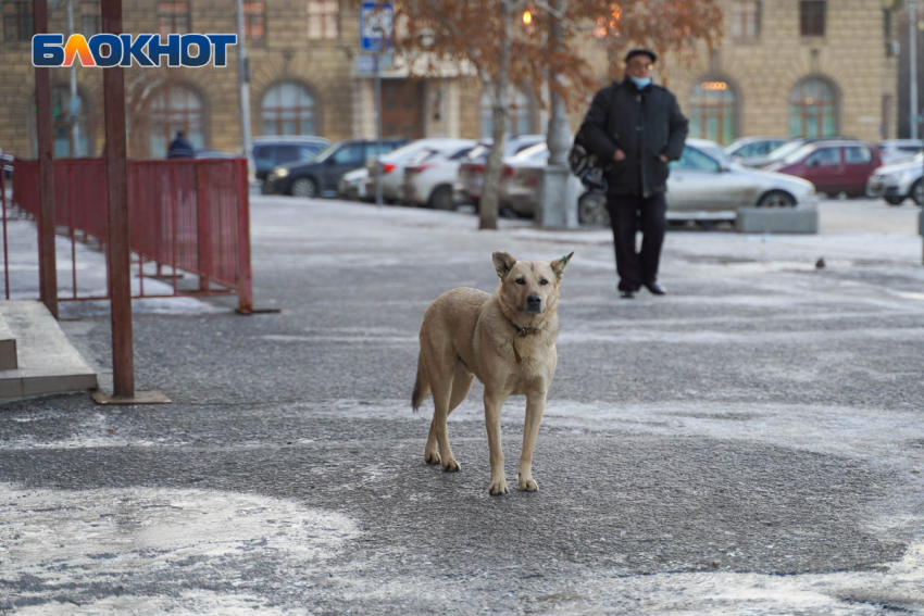 Стая собак напала на женщину на севере Волгограда