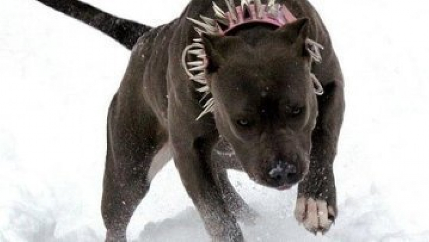 В Волгограде домработницу насмерть загрыз питбуль