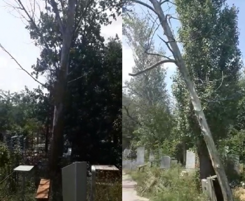 Из-за аварийных деревьев волгоградцы боятся ходить на Моторное кладбище