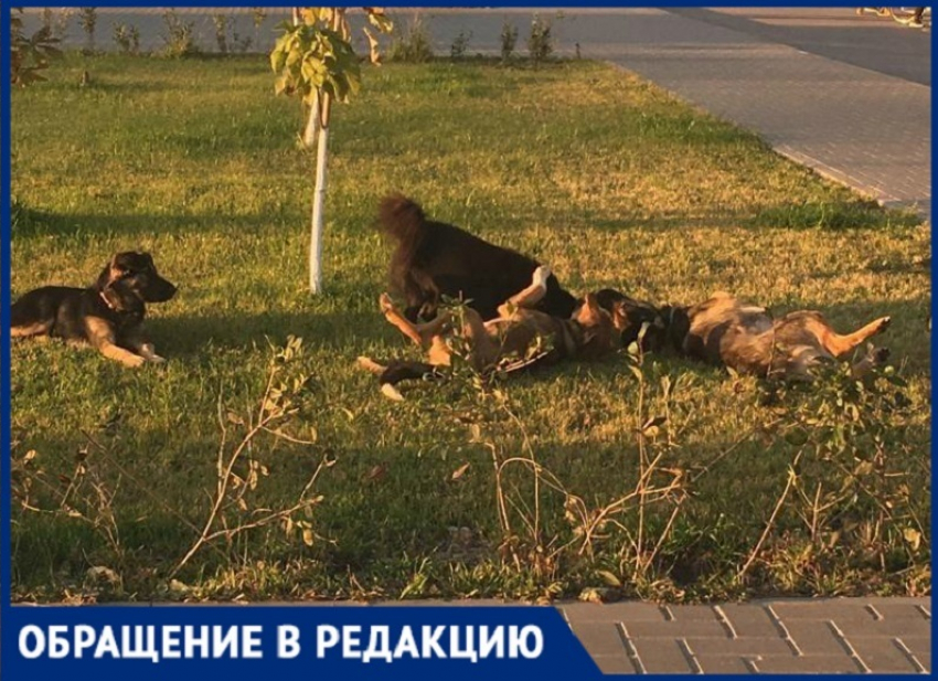 «Боимся отпускать детей»: стаи бродячих собак держат в страхе поселок под Волгоградом