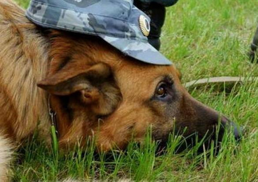 В Волжском собака помогла разыскать воровку
