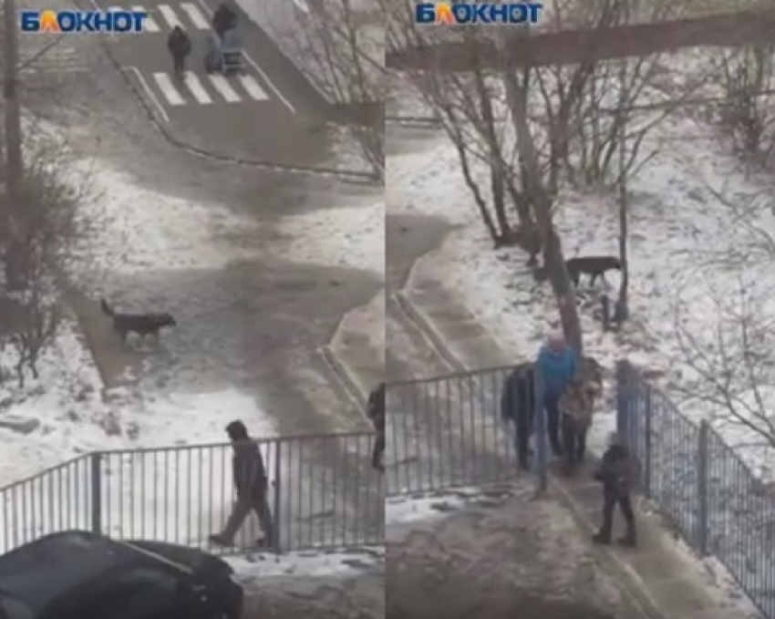 Бездомная собака нападает на школьников в Центральном районе Волгограда