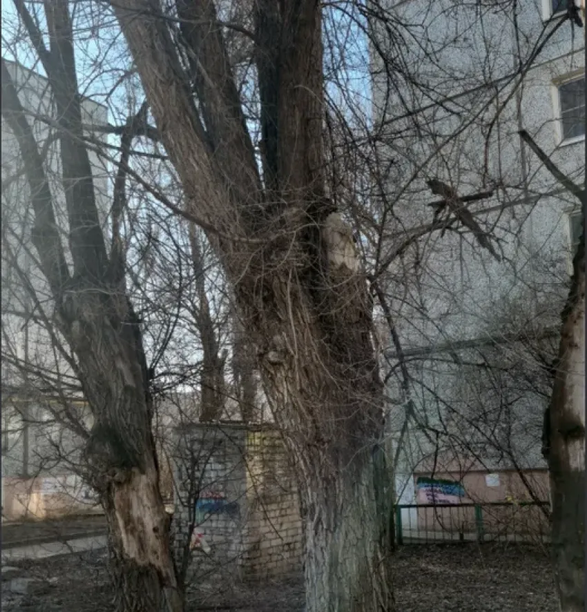 Названы деревья, способные прибить волгоградцев