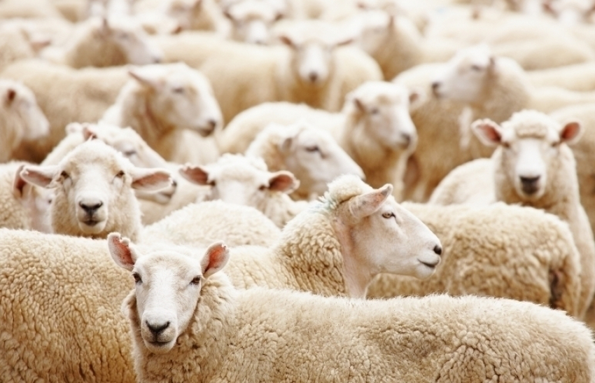 Под Волгоградом приставы отобрали 92 овцы у селянина из-за долга в 100 тысяч