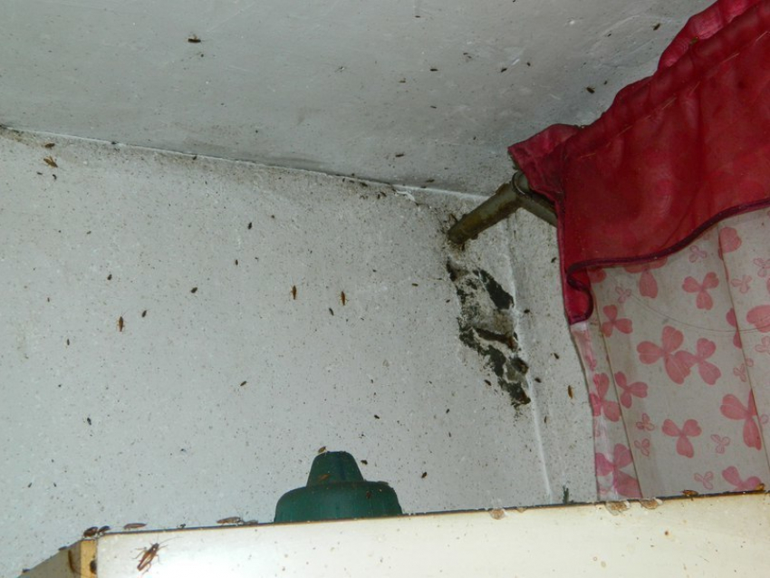Камышанка и ее тараканы 5 лет держат в страхе соседей по дому