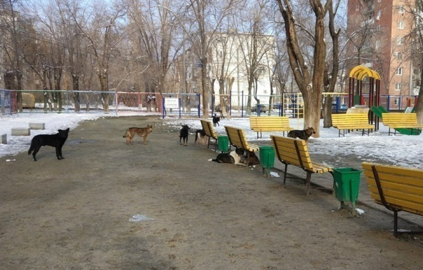 Детский парк в Кировском районе Волгограда оккупировала бродячая свора