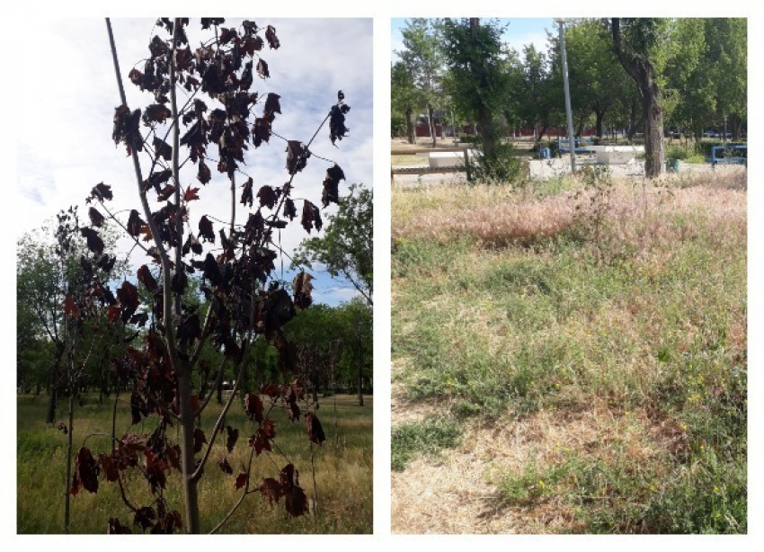 Молодые деревья погибли вместе с парком из-за равнодушия волгоградских чиновников