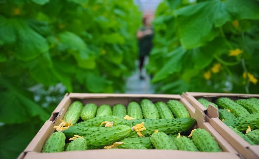 Волгоград занимает 2 место в России по производству овощей 