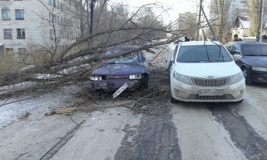 Две легковушки влетели в упавшее дерево на юге Волгограда