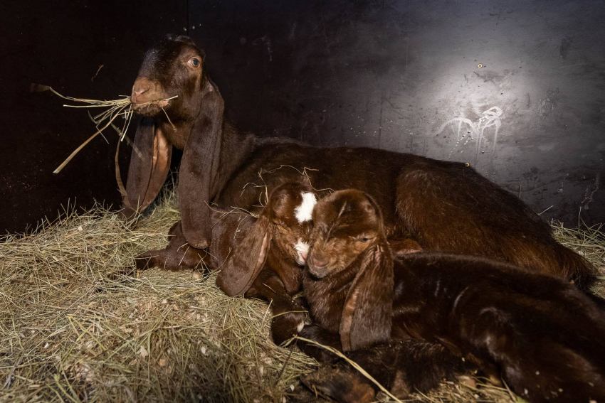 Необычные братья родились в Волгограде перед 8 марта 