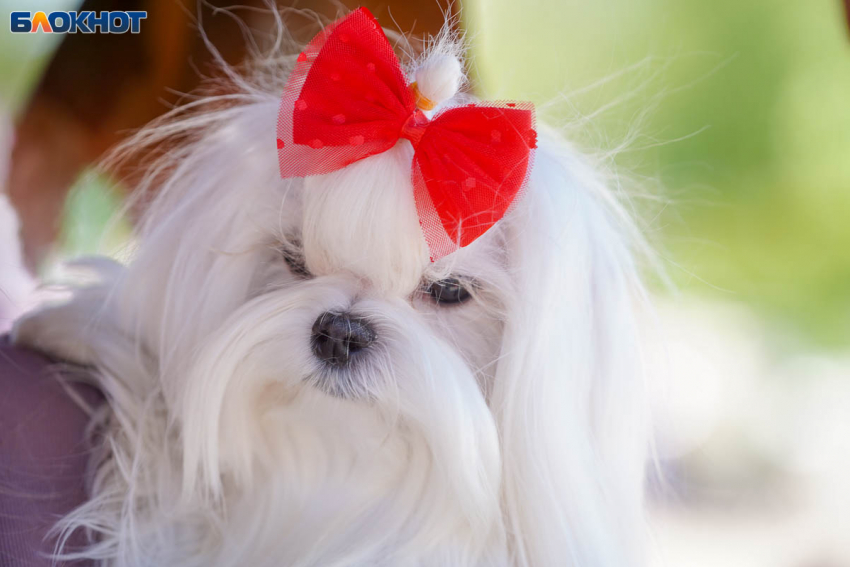 12 собачьих правил жизни от волгоградского психотерапевта