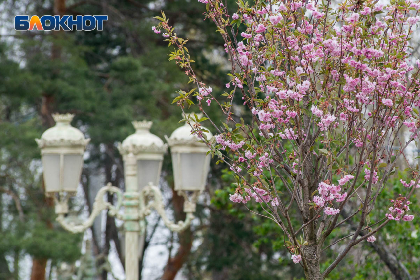 Тепло и запах цветов порадуют волгоградцев в воскресенье