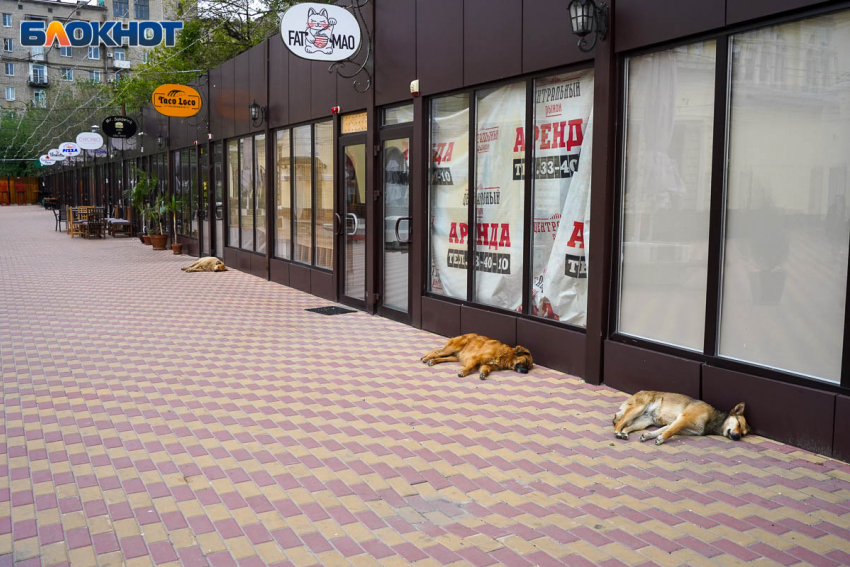 Владельцам собак в Волгоградской области может грозить до 200 тысяч рублей штрафа за «покусы"