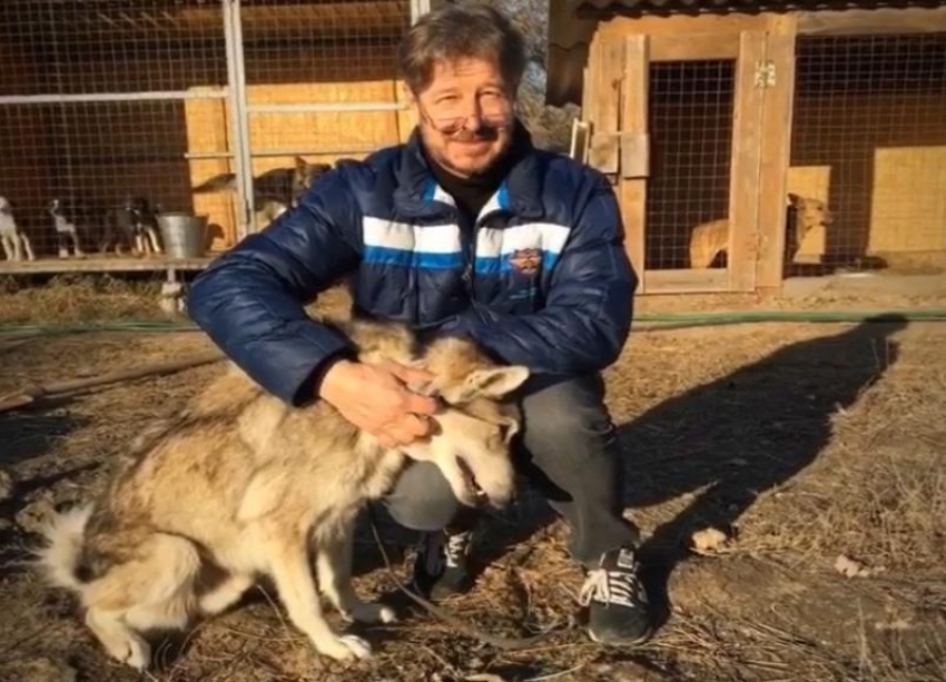 Сбежавшую собаку-волка хозяин через несколько месяцев обнаружил в волгоградском приюте