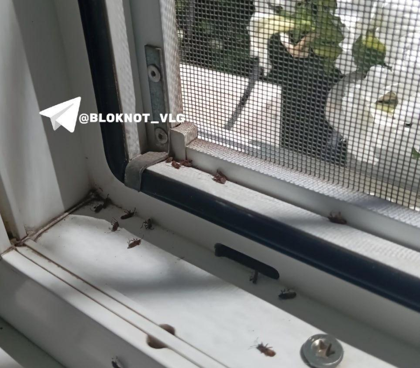 Пахнущие клопы атаковали волгоградцев 