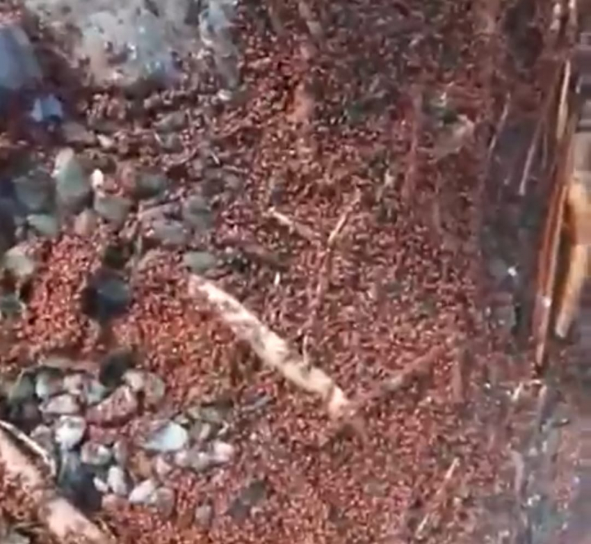 "Сколько божьих коровок": видео странного нашествия на берегу Волги в Волгограде