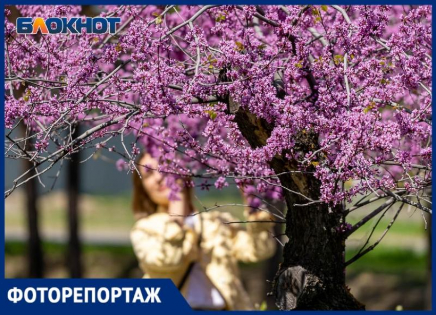 Удивительное зрелище: в волгоградском ЦПКиО цветет Иудино дерево