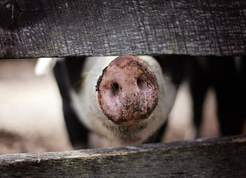 Вылечили: карантин по африканской чуме свиней отменили в Волгоградской области