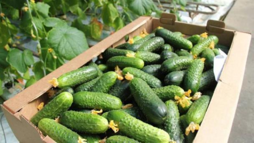 Один миллион тонн овощей собрали в Волгоградской области