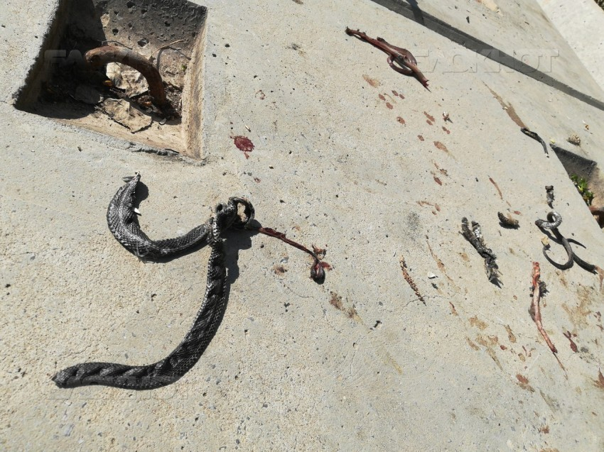 Змей живьем надевали на шампура и делали шашлык на набережной Камышина