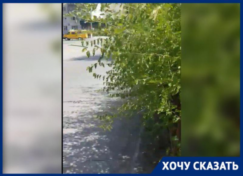 Пешеходный переход в Волжском скрывают от водителей ветки деревьев