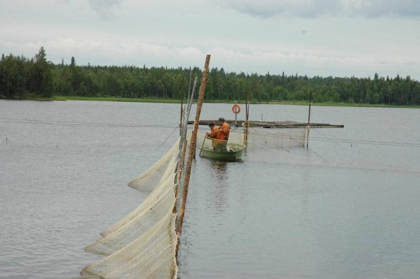 В Волгоградской области за незаконную добычу рыбы осудят двоих мужчин