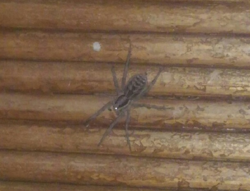 Больно кусающийся паук фаланга заполз в дом жителя Волгограда
