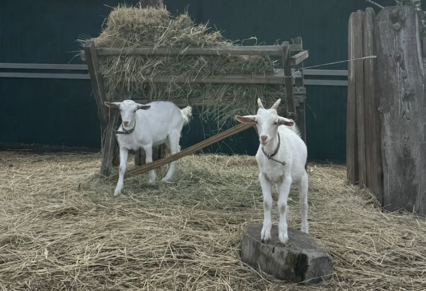 Волгоградца застрелили из-за конфликта по выгулу скота 