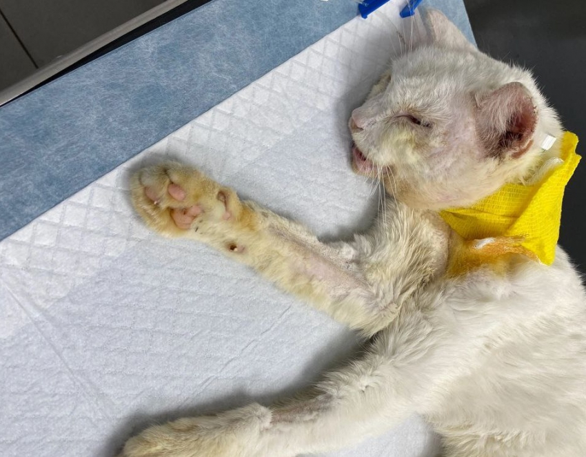 Брошенного в жутком состоянии кота после ДТП спасли в Волгограде