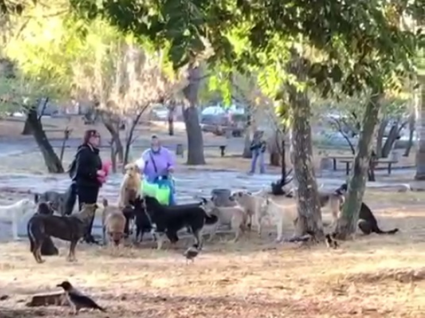 Стая из 20 бездомных собак, гуляющих по центру Волгограда, попала на видео