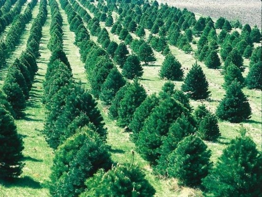 Всего 4% леса осталось во всей Волгоградской области
