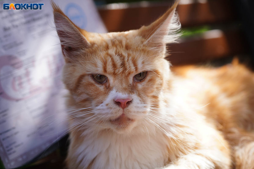 Переменная облачность и тепло до +24 градусов: погода в Волгограде на 16 сентября