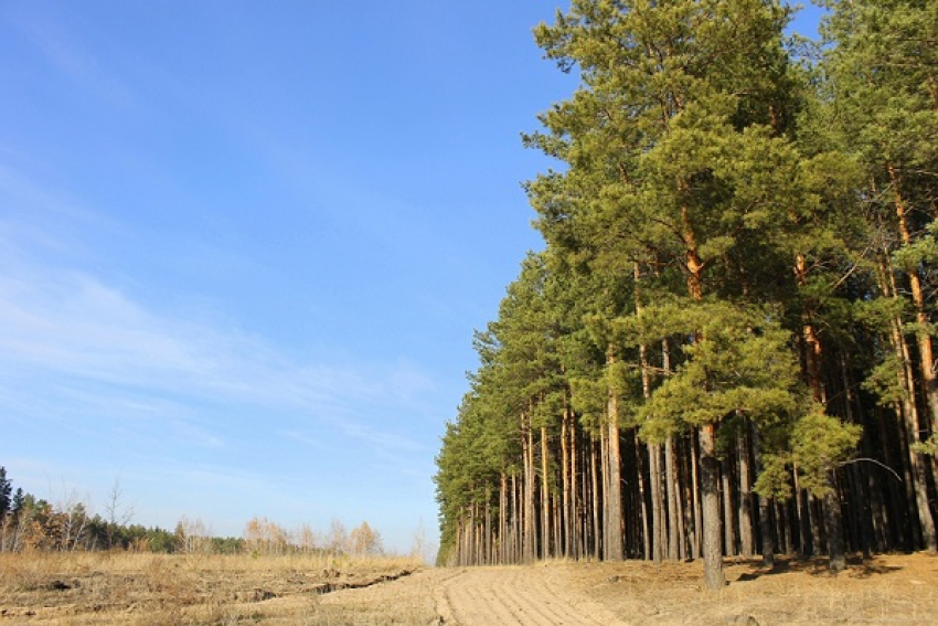 Запрет на посещение лесов снят по всей территории Волгоградской области