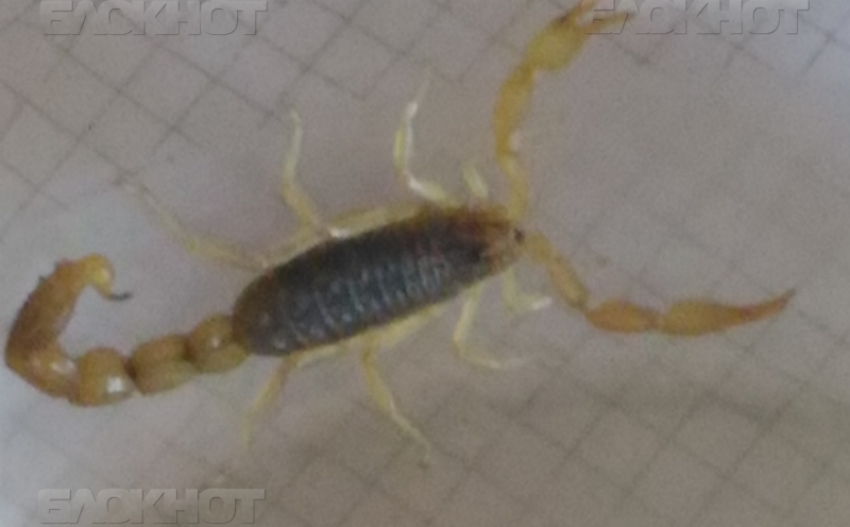Скорпионы шокируют жителей Камышина