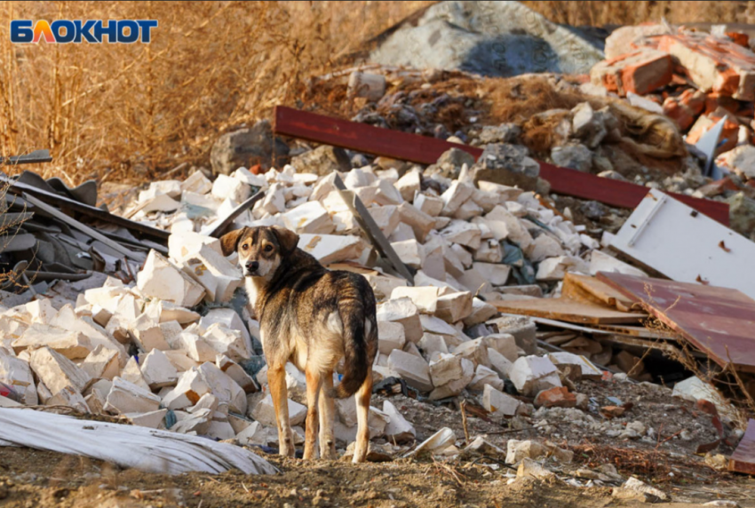 Бешеного пса обнаружили в Волгоградской области