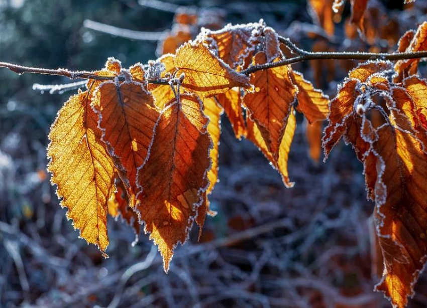 До -7 градусов мороза ожидается днем в воскресенье в Волгоградской области
